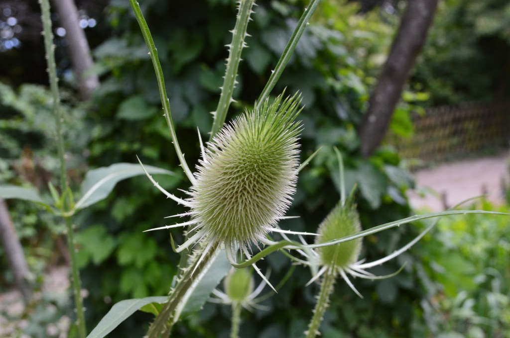 wild thistle plant with spiky leaves in alsace