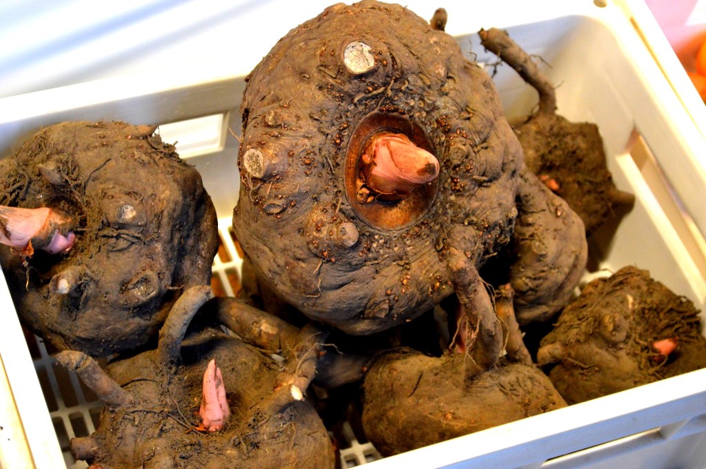 Raw konjac root with rough brown skin – Traditional Japanese plant for making konnyaku