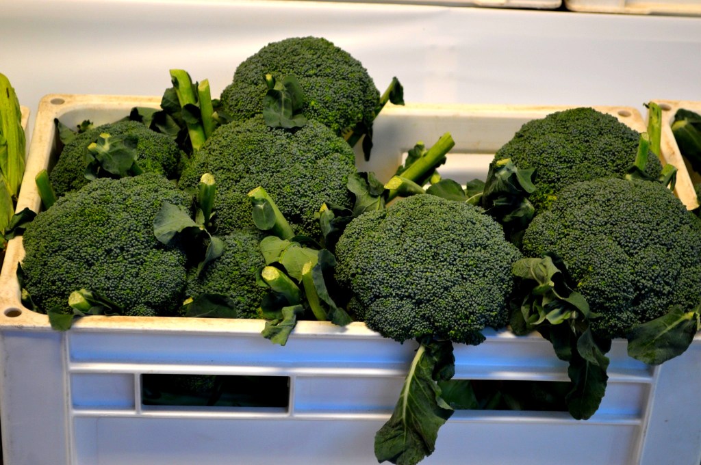 Fresh green broccoli heads in a white crate – Healthy vegetable photography