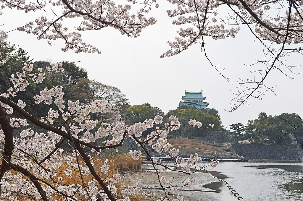 Nagoya Castle in Japan surrounded by cherry blossoms – Iconic samurai-era landmark with golden shachihoko