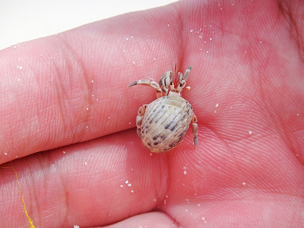 A small hermit crab resting on a person’s hand at the beach.