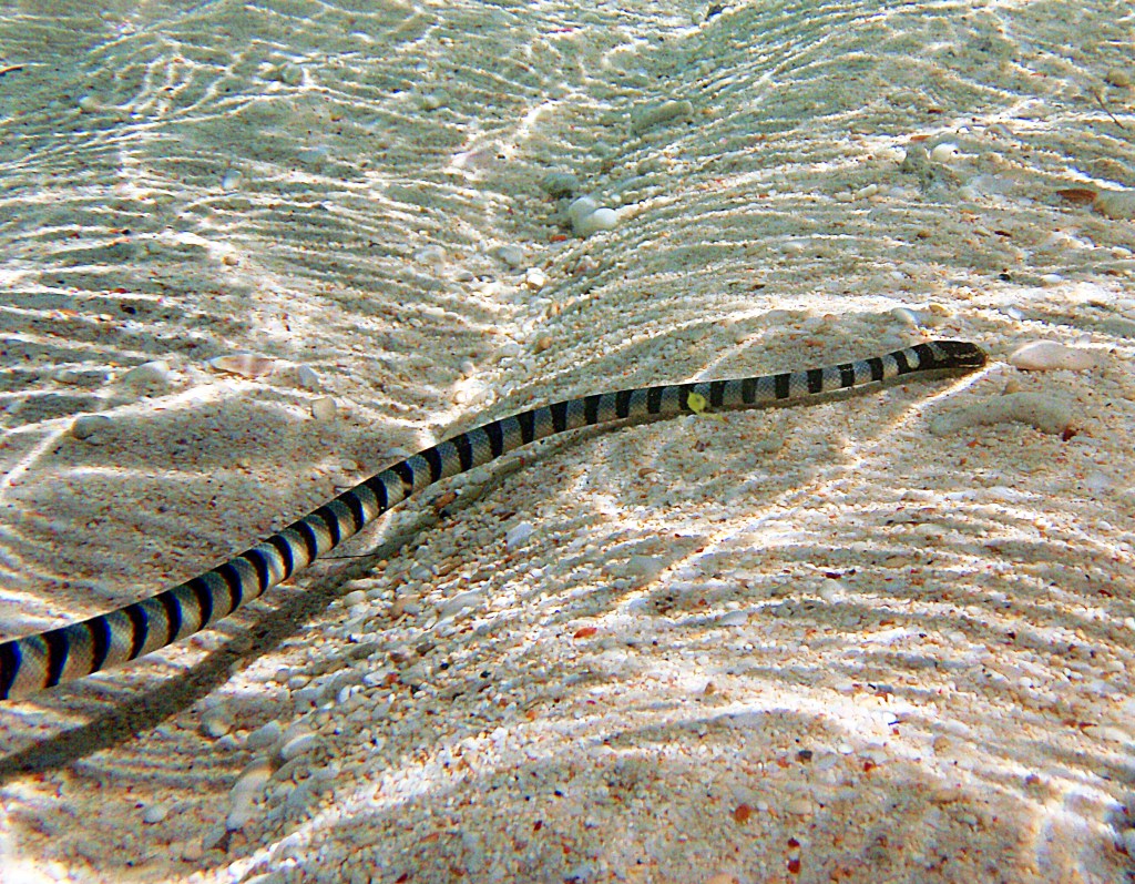 A banded sea snake swimming through the shallow, sunlit water on sandy ripples