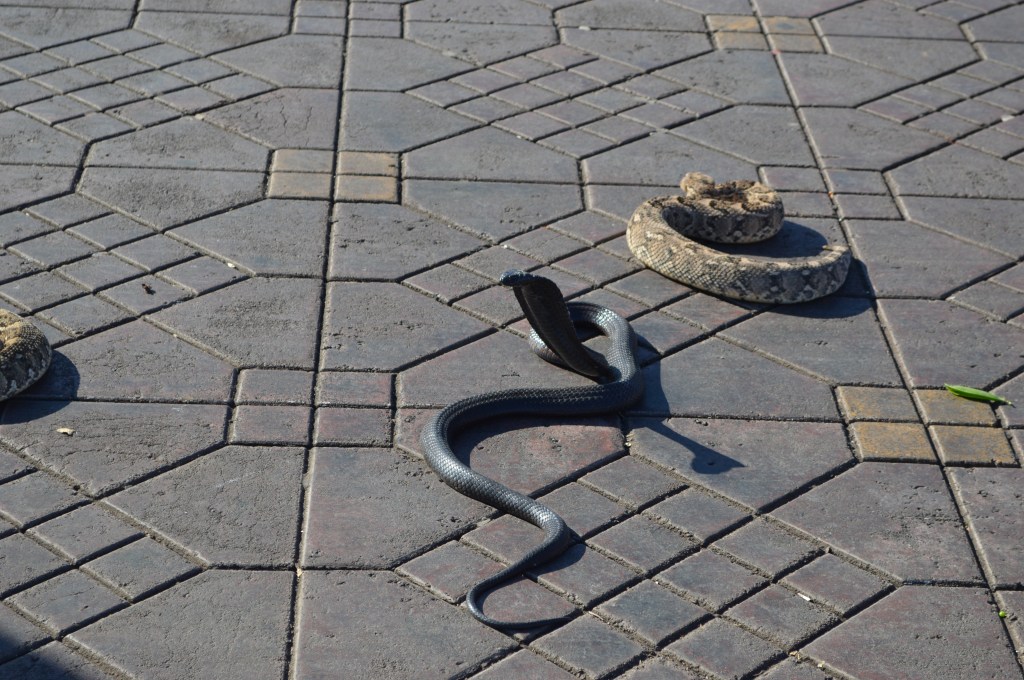 Cobra snake on a Moroccan street – Traditional snake charmer performance