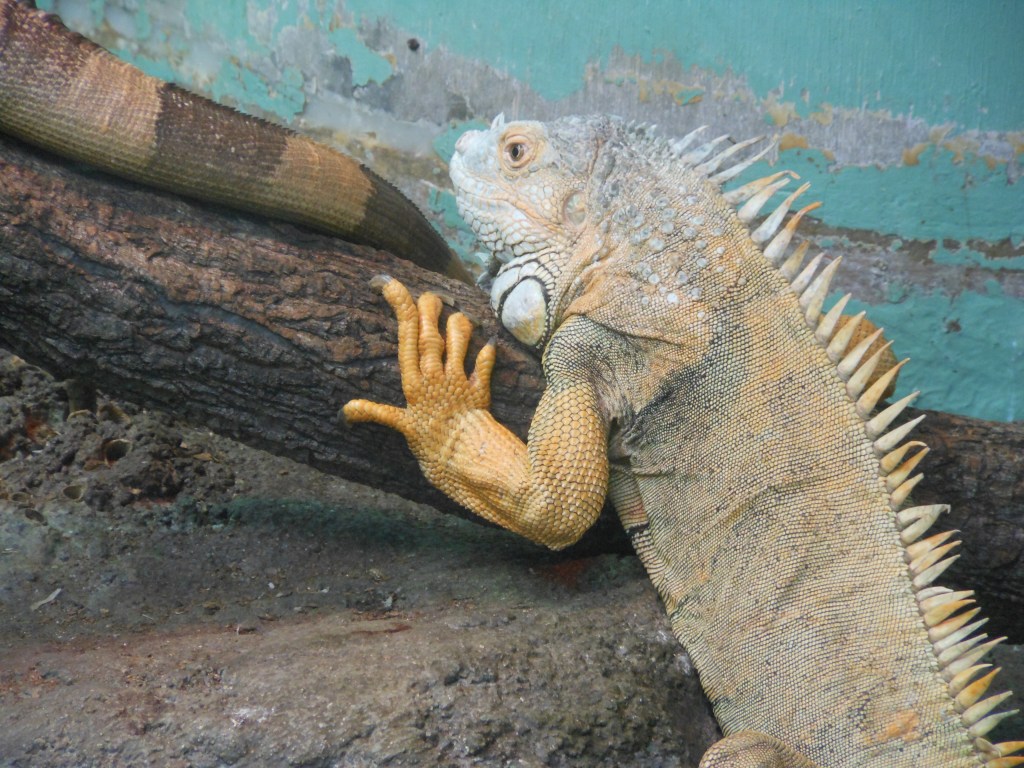 Iguana at Higashiyama Zoo in Nagoya, Japan – Home to diverse wildlife and exotic reptiles