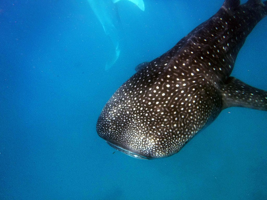 whale shark swimming close to the surface in oslob