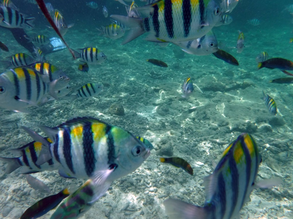 colorful tropical fish swimming underwater near cebu