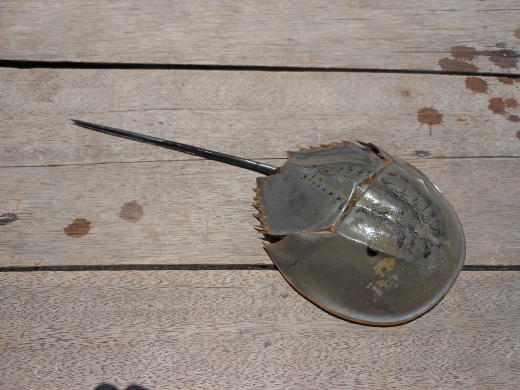 A horseshoe crab placed on a wooden surface