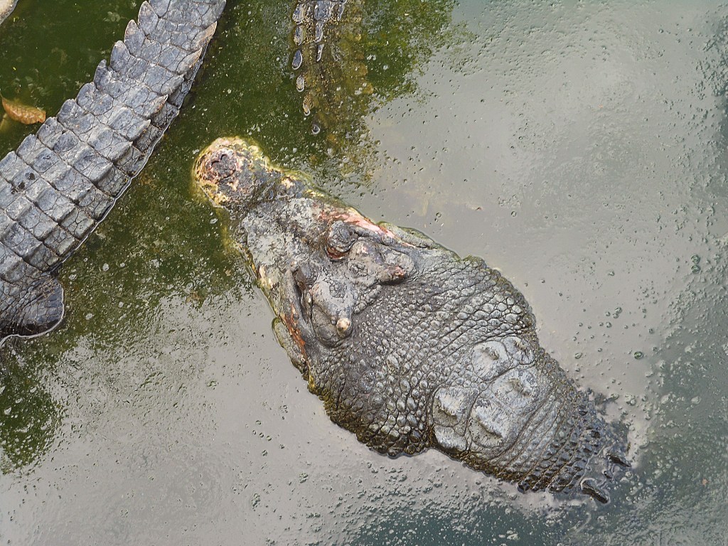 A crocodile partially submerged in water, with its head visible above the surface
