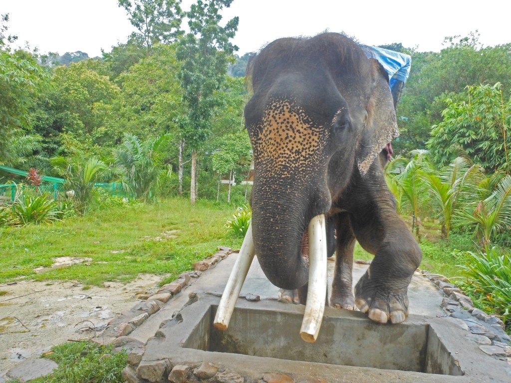 An Asian elephant with large, prominent tusks