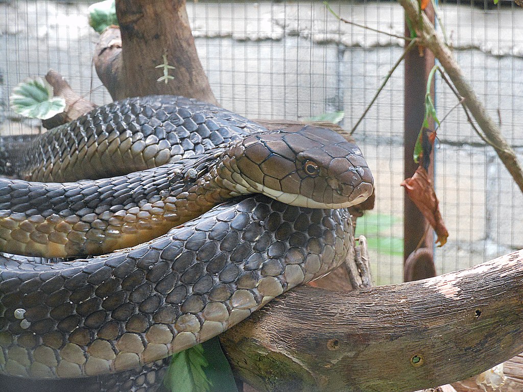 Close-up of a King Cobra snake in Thailand – Deadly venomous reptile with distinctive hood