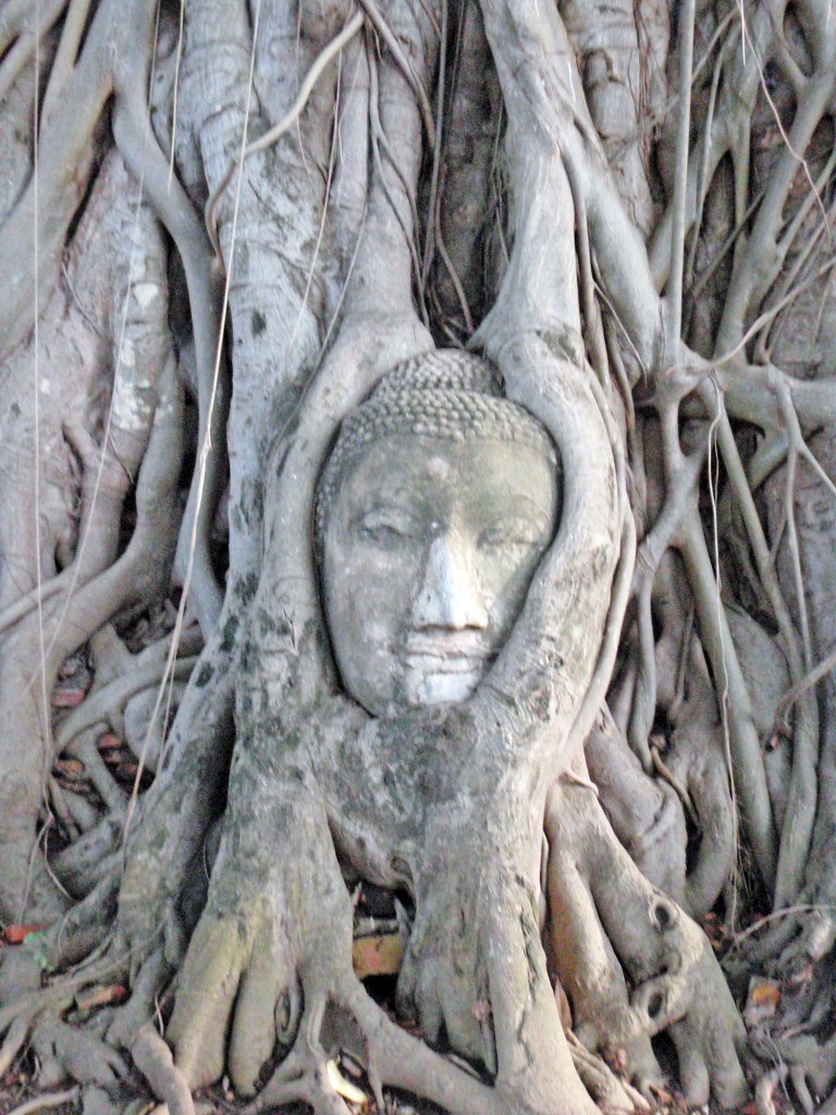 Buddha head entwined in tree roots at Wat Mahathat, Ayutthaya, Thailand – Iconic historical landmark