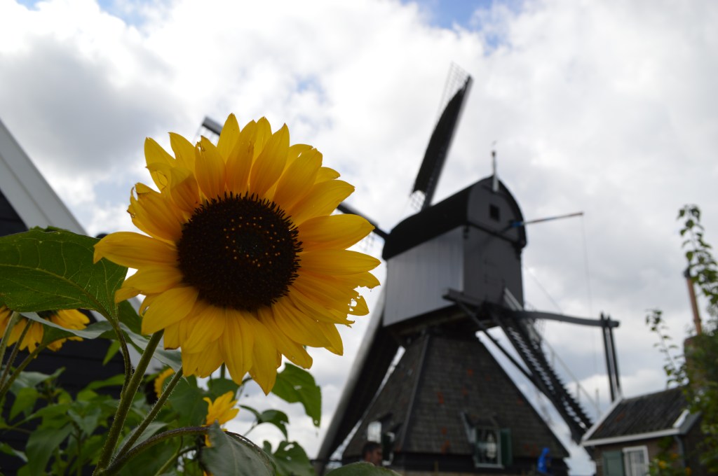 Bright sunflower in front of a windmill at Kinderdijk – Kinderdijk stock photos