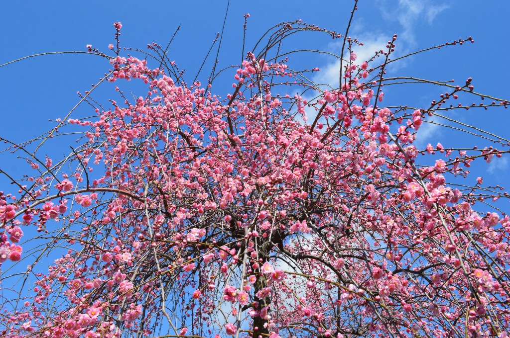 Blooming pink plum tree with blue sky in Ogaki, Japan - Ogaki stock photos