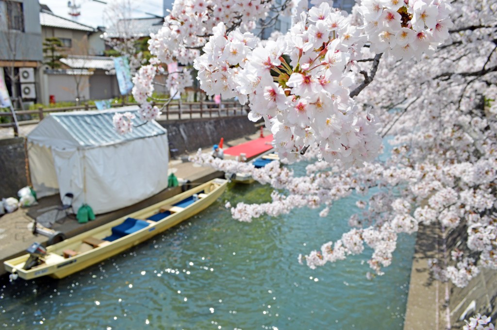 Close-up of cherry blossoms above traditional boats in Ogaki, Japan - Ogaki stock photos