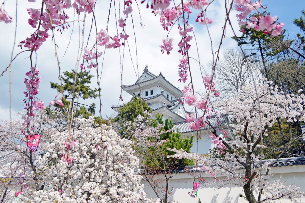 Beautiful cherry blossoms framing Ogaki Castle in spring, Japan -Ogaki stock photos