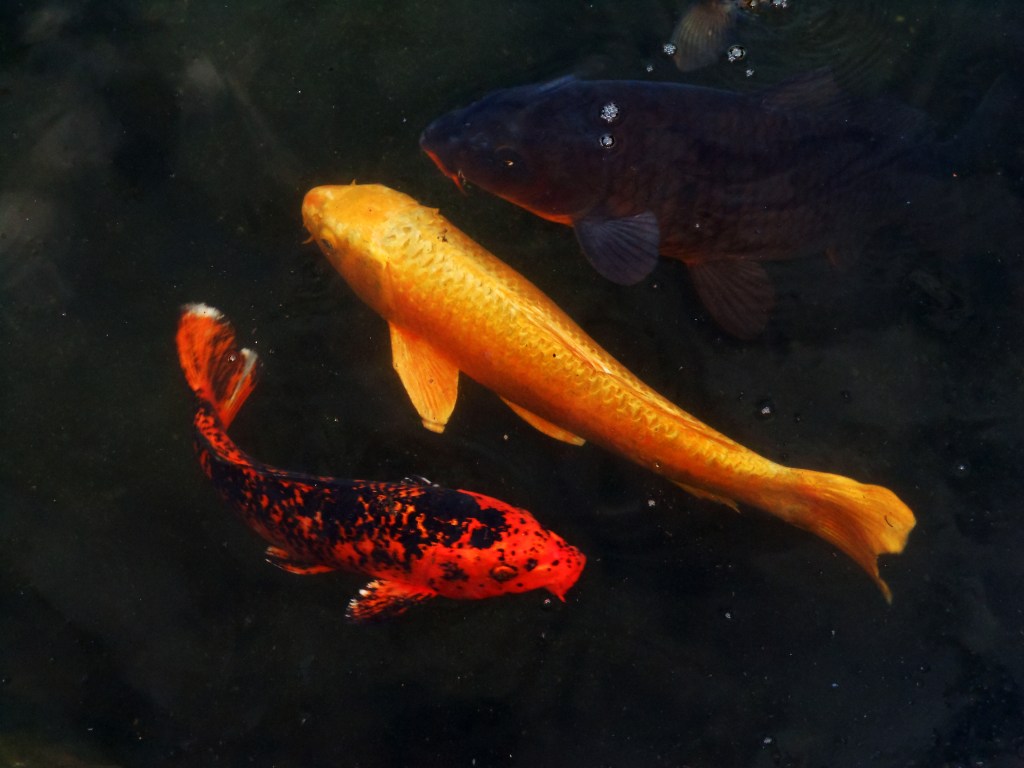 Vibrant koi carp swimming in a pond in Matsumoto, Nagano – Nagano stock photos