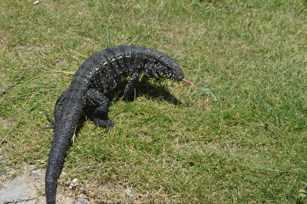 Wild iguana walking through grass in Brazil – nature and wildlife travel stock photo