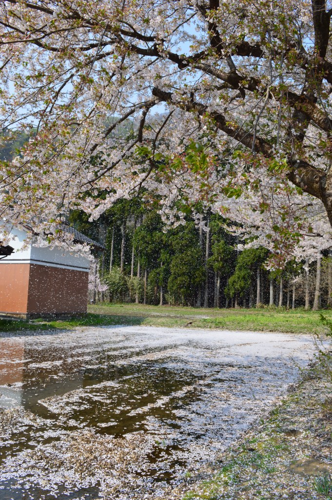 Cherry blossom trees in full bloom near a traditional thatched-roof house in Shirakawa-go — Shirakawa-go stock photos