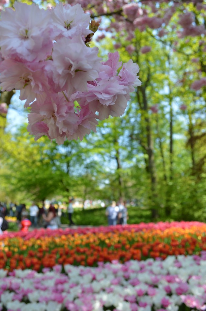 Cherry blossoms in full bloom above colorful tulip beds at Keukenhof garden in spring. - Keukenhof stock photos